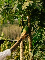 Aleenta Phuket Phang Nga Luxury Resort Thailand Organic Garden MP L1003646