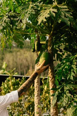 Aleenta Phuket Phang Nga Luxury Resort Thailand Organic Garden MP L1003646