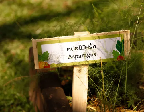 Aleenta Hua Hin Pranburi Luxury Resort Thailand Organic Farm Dmalou SL IMG 1844