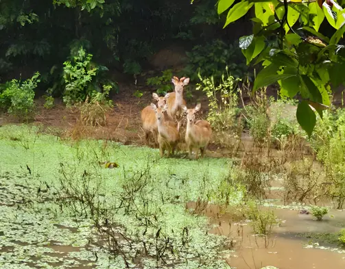Aleenta Luxury Resort Thailand The Wildlife Conservatory Project Featured