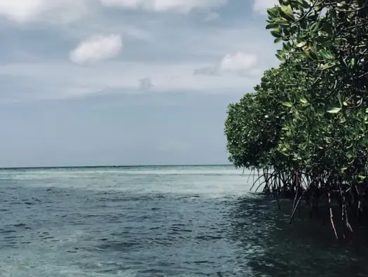 Mangrove Forest Planting