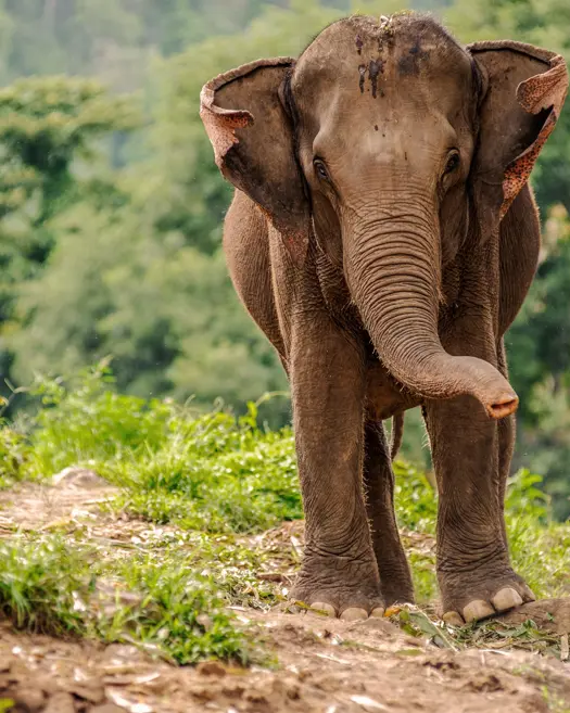 Aleenta Hua Hin Pranburi Luxury Resort Thailand Elephant Is 482420642