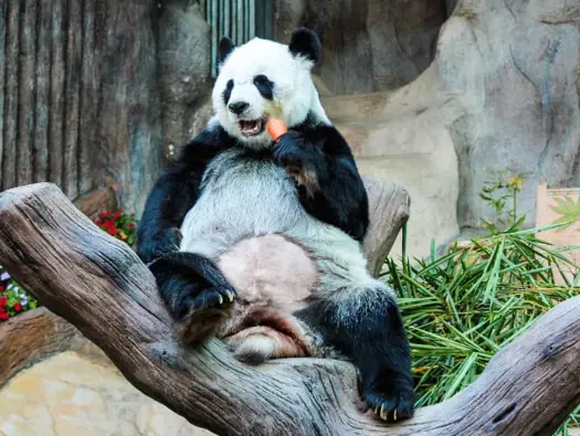 Chiang Mai Zoo