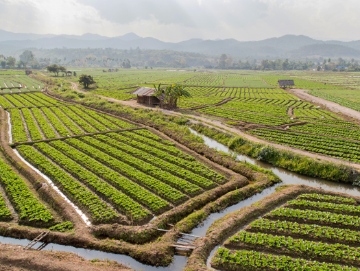 Culinary Crossroads of Fusion Vegetarian Cuisine in Phang Nga