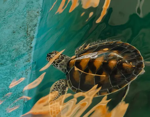 Aleenta Phuket Phang Nga Luxury Resort Thailand Activities Turtles MP L1004773