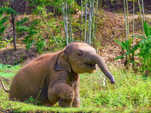 Child Friendly Things to Do in Chiang Mai