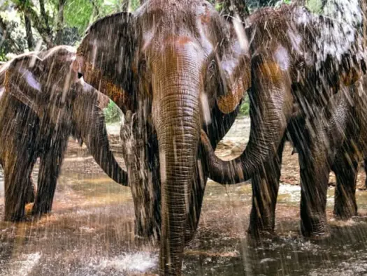 Unforgettable Elephant Day Trip in Chiang Mai