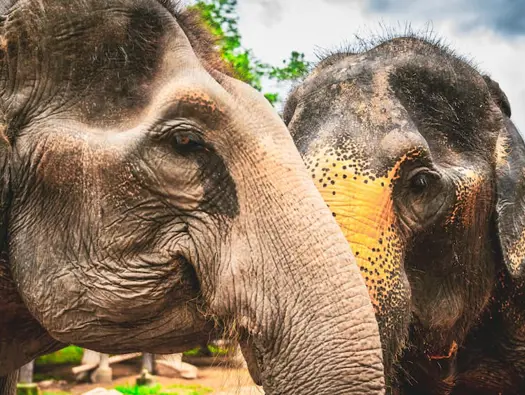 Phang Nga Elephant Park