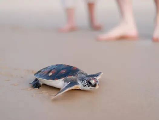 Thai Muang Turtle Sanctuary and Its Turtles