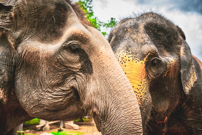 Phang Nga Elephant Park - Aleenta Phuket Resort & Spa