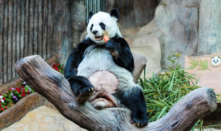 Chiang Mai Zoo - Panda - Aleenta Retreat Chiang Mai