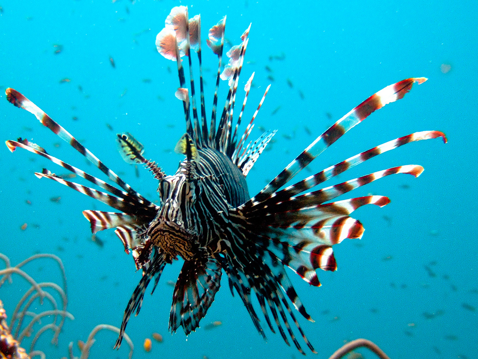 Diving around Phi Phi Islands