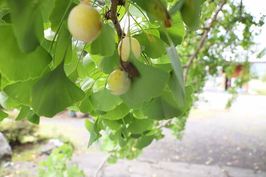 How to Eat Ginkgo Nuts - Aleenta Resorts