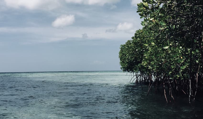 Mangrove Forest Planting - Aleenta Hua Hin Resort & Spa