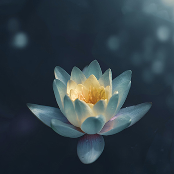 Mindful Vipassana Meditation Retreat ChiangMai