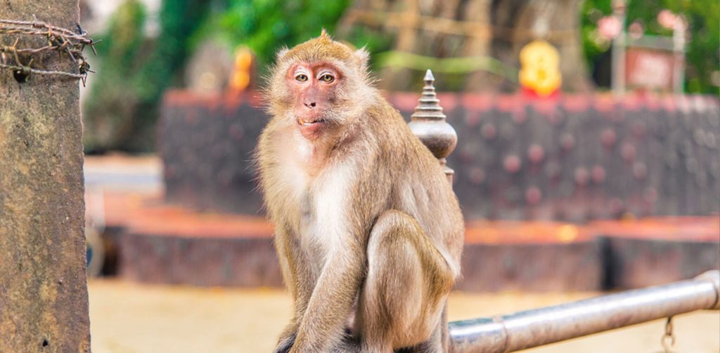 Visite de la montagne des singes et du temple Tham Suwan Kuha