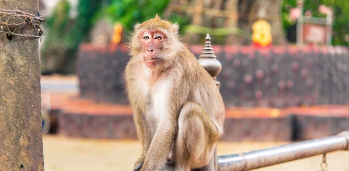 Expérience de la montagne des singes et visite du temple - Aleenta Phuket Resort & Spa