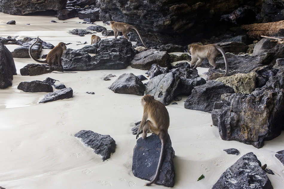 Monkey Beach Phi Phi Island