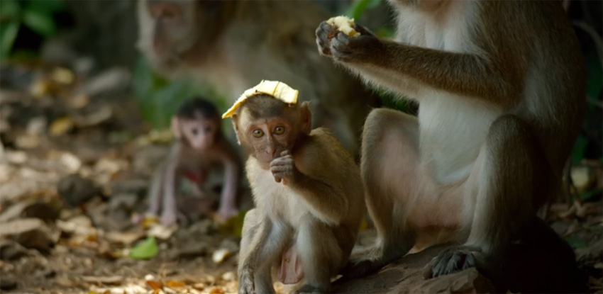 Monkey Business in Phang Nga