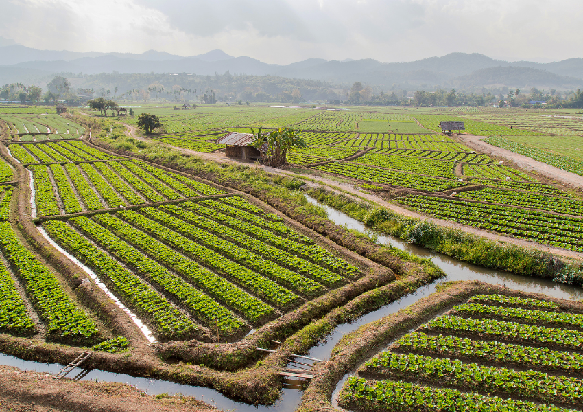 Culinary Crossroads of Fusion Vegetarian Cuisine in Phang Nga - Seasons Restaurant - Aleenta Phuket Resort & Spa