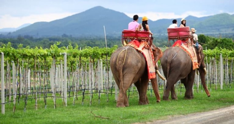 Tasting New Latitude Wines in Hua Hin - Aleenta Hua Hin Resort & Spa