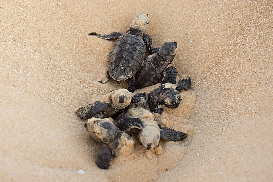 Hawksbill Turtle