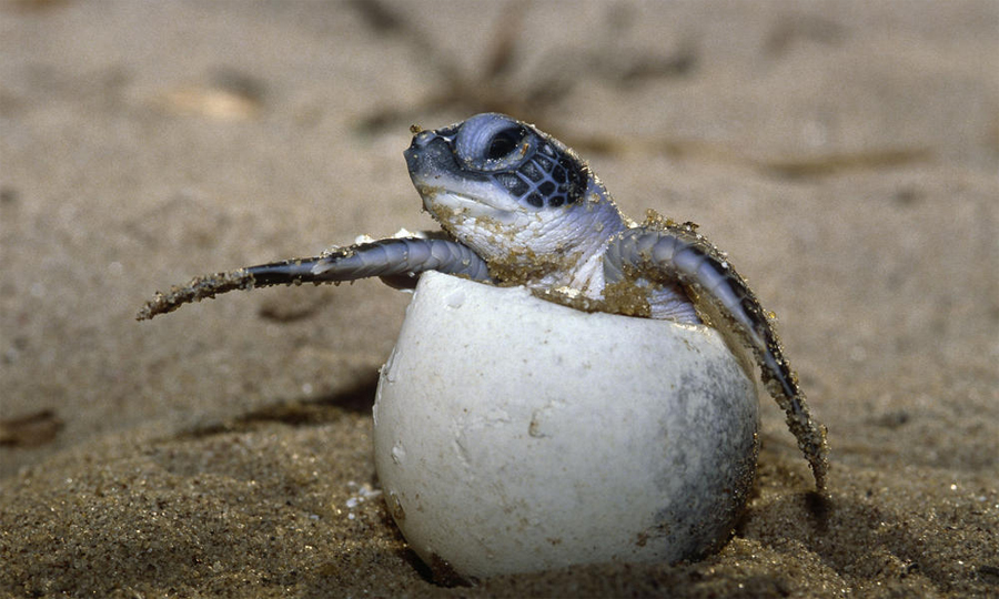 Olive Ridley Turtle